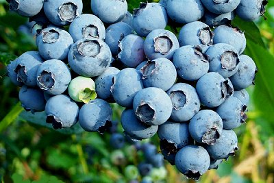 Anti-oxidant blueberries.