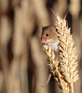 The field mouse only lives a fraction as long as the naked mole rat.