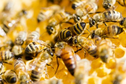 Flavonoids like bee activity.
