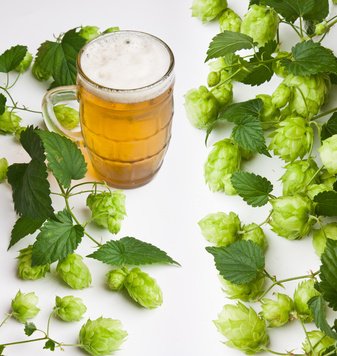 Hops and beer.