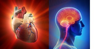 Plaque in the heart and the brain mean serious problems for older adults.