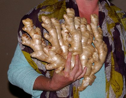 Ginger root - image.