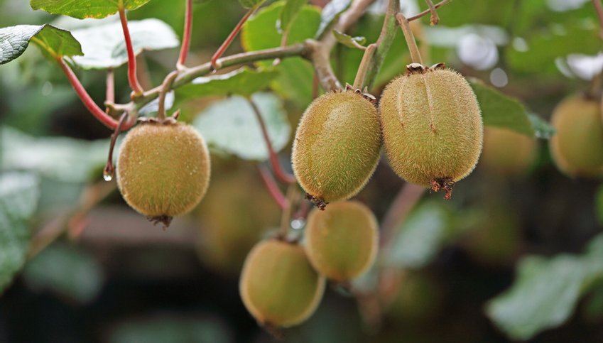 Fresh kiwi growing.