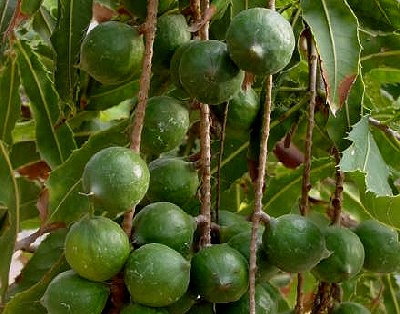 Macadamia nut tree.