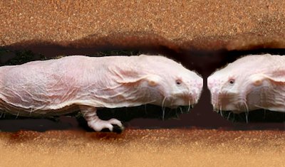 Naked Mole Rats and You - Genes and Lifestyle Make a Difference, genetics, naked mole rats.