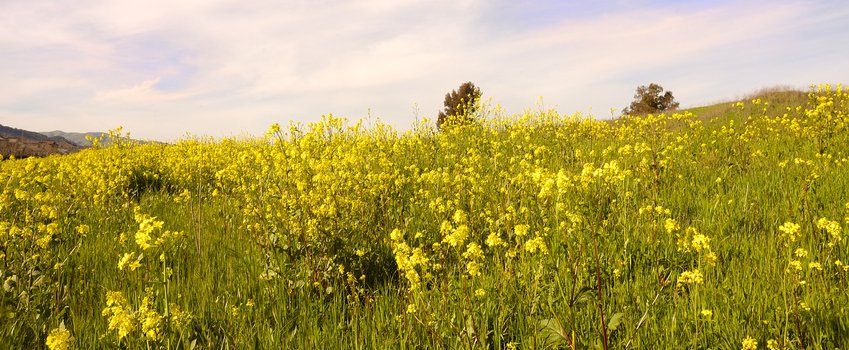 Mustard Nutrition Cruciferous Vegetable, mustard nutrition article, national mustard day, mustard health benifits, Healthy Aging Healthy Living Article.