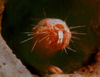 Naked Mole Rats and You - Genes and Lifestyle Make a Difference, genetics, naked mole rats.