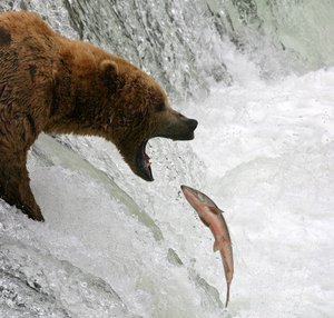 Salmon fishing bear in Alaska.