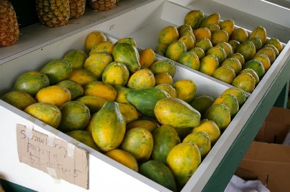 Papaya for sale in farmers markets in Hawaii.