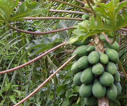 Papaya tree.