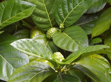 Noni fruit growing wild in Kalapana.