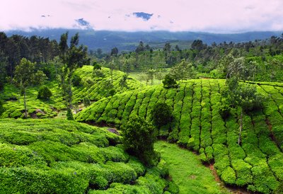 Tea fields can be quite beautiful.