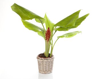 The Hawaiian Turmeric plant.